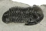 Detailed Gerastos Trilobite Fossil - Morocco #193928-1